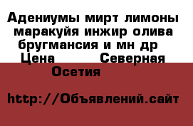 Адениумы,мирт,лимоны,маракуйя,инжир,олива,бругмансия и мн.др › Цена ­ 250 - Северная Осетия  »    